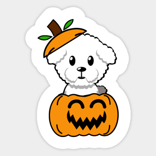 Funny Furry dog is in a pumpkin Sticker